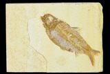 Detailed Fossil Fish (Knightia) - Wyoming #155469-1